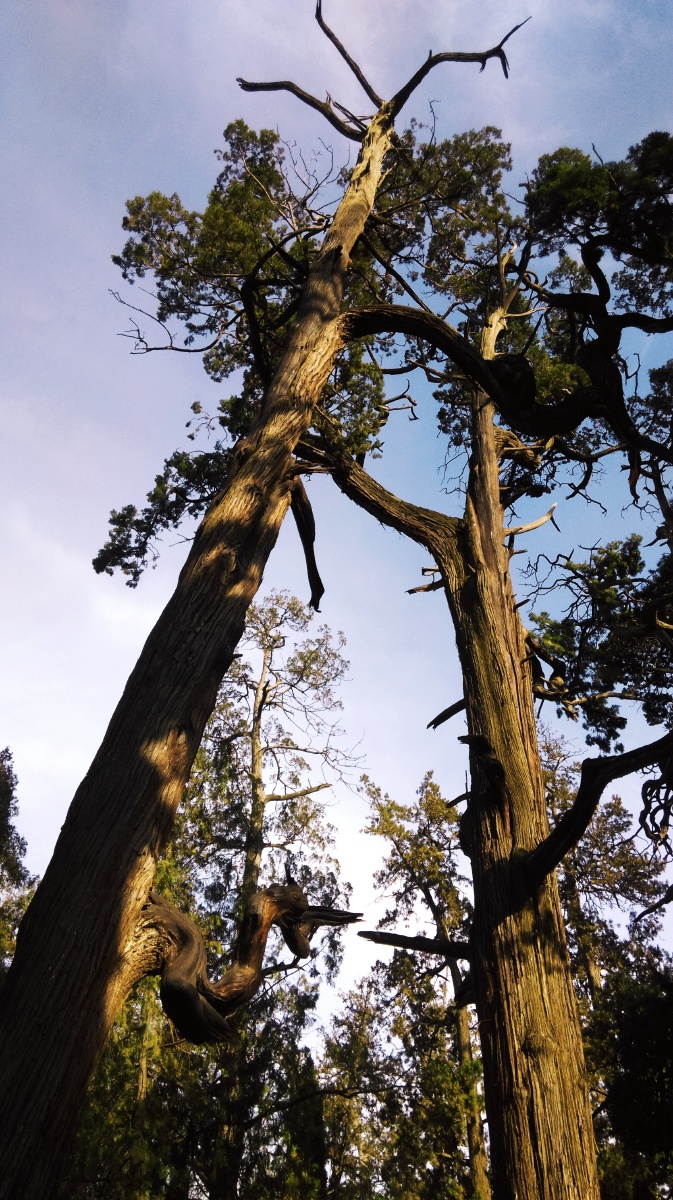 参天古柏话孔庙曲阜孔庙