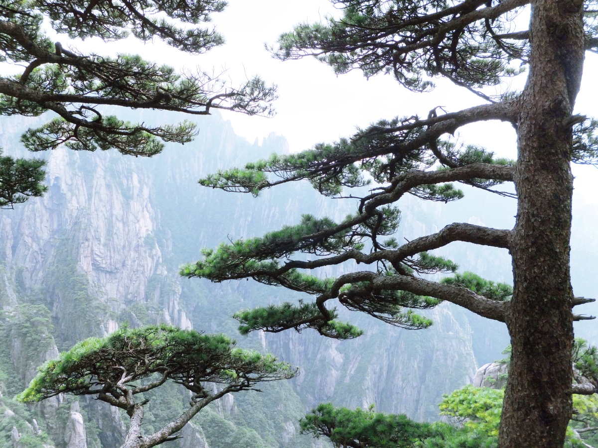 黄山多奇松12横向而生摄于安徽黄山