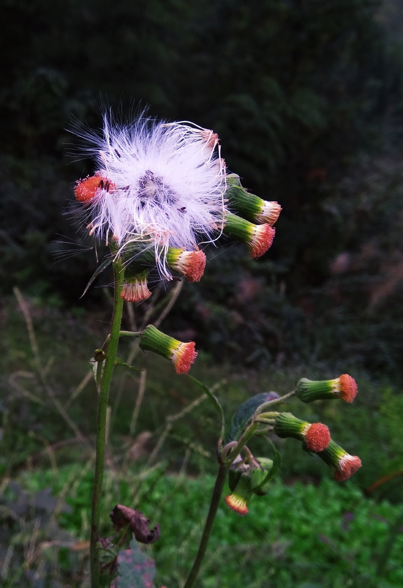 花开路边6野茼蒿