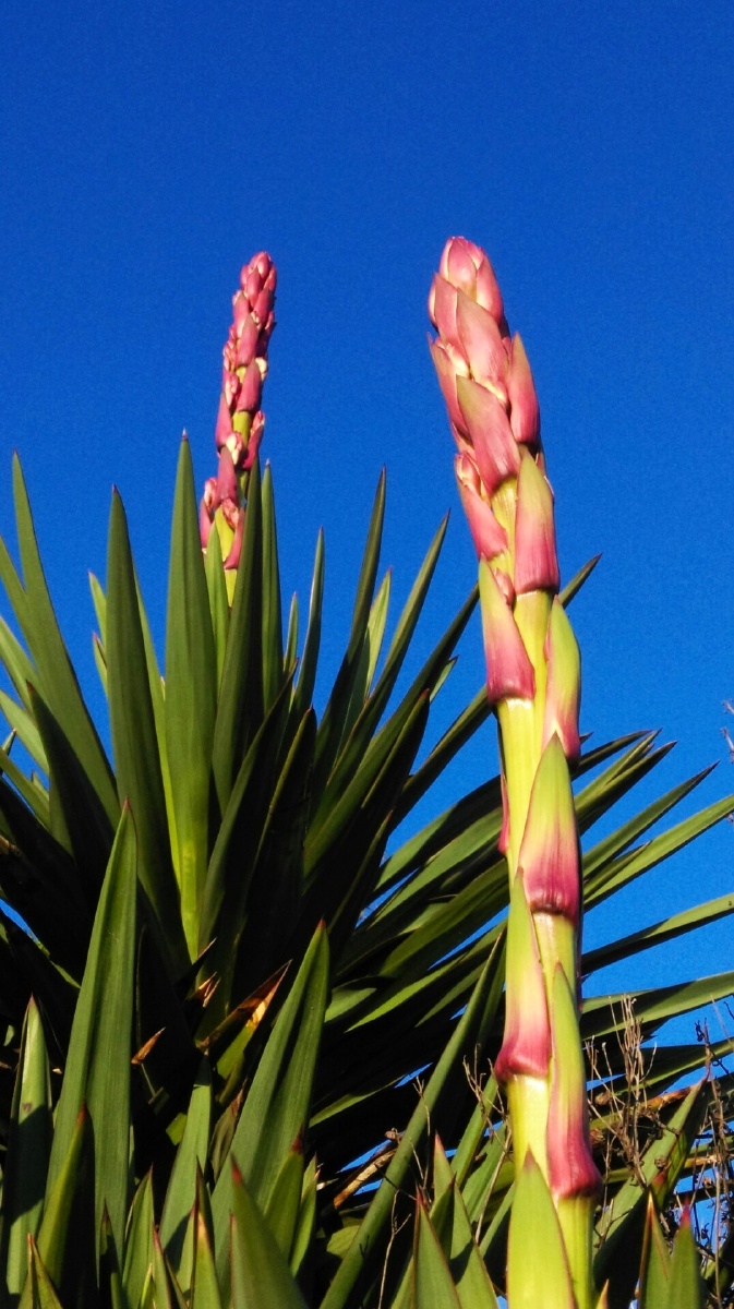 铁汉柔情凤尾丝兰