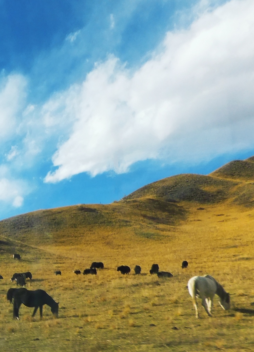 草原金秋秋牧摄于四川若尔盖草原