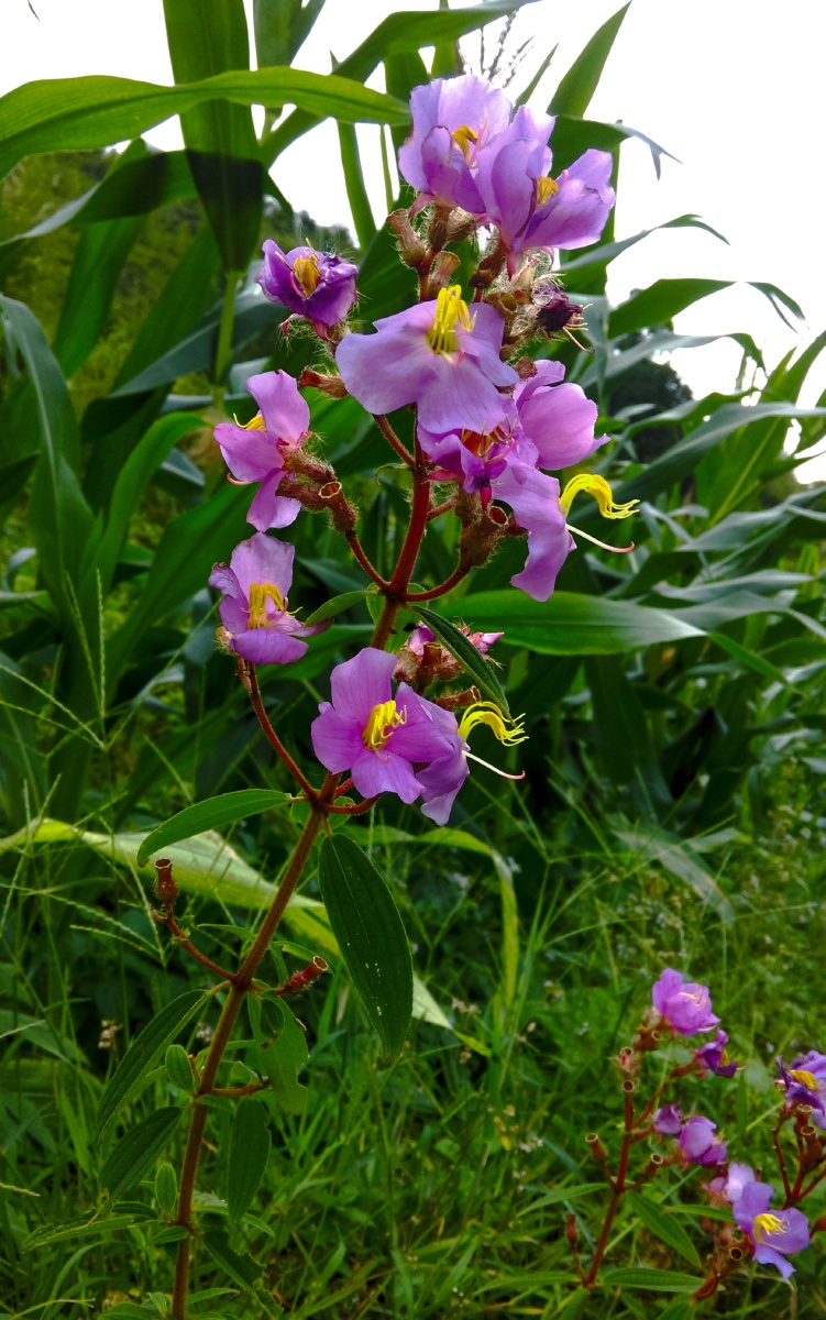 一花一叶总关情(13)——"星毛金锦香"