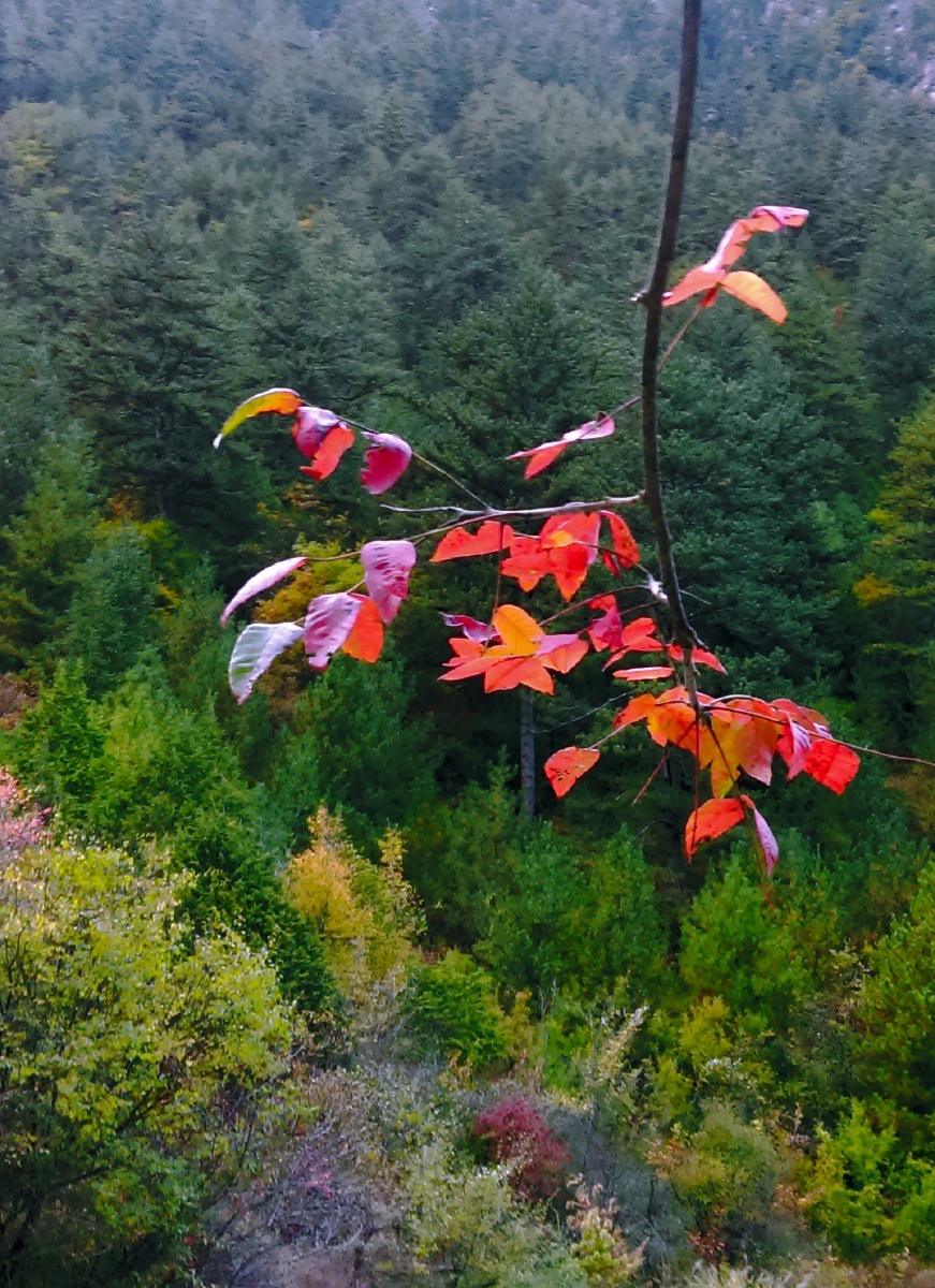 秋醉九寨沟(10)——《翩翩红叶舞秋山》(摄于四川九寨沟)
