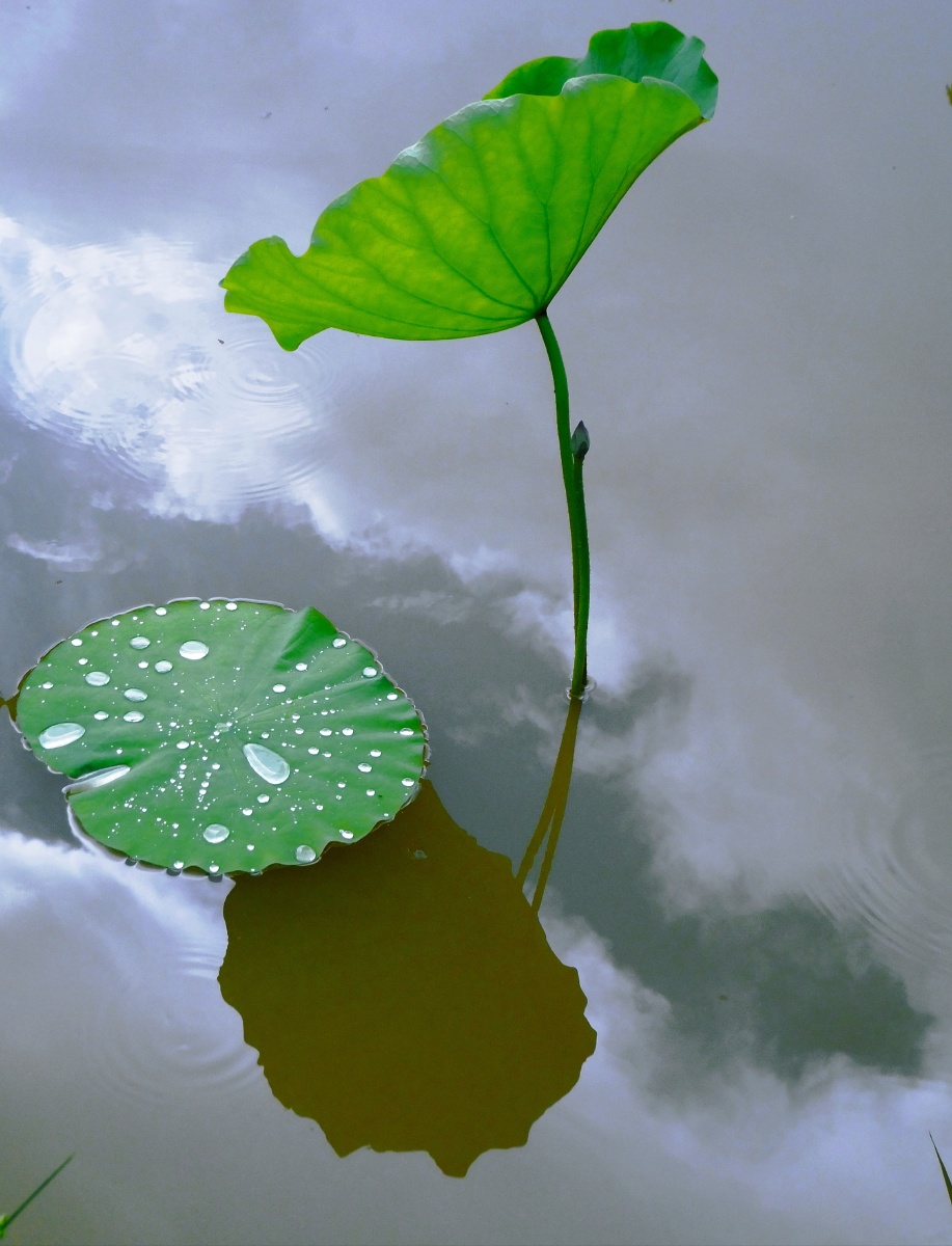 君子爱莲12身清影明心如镜