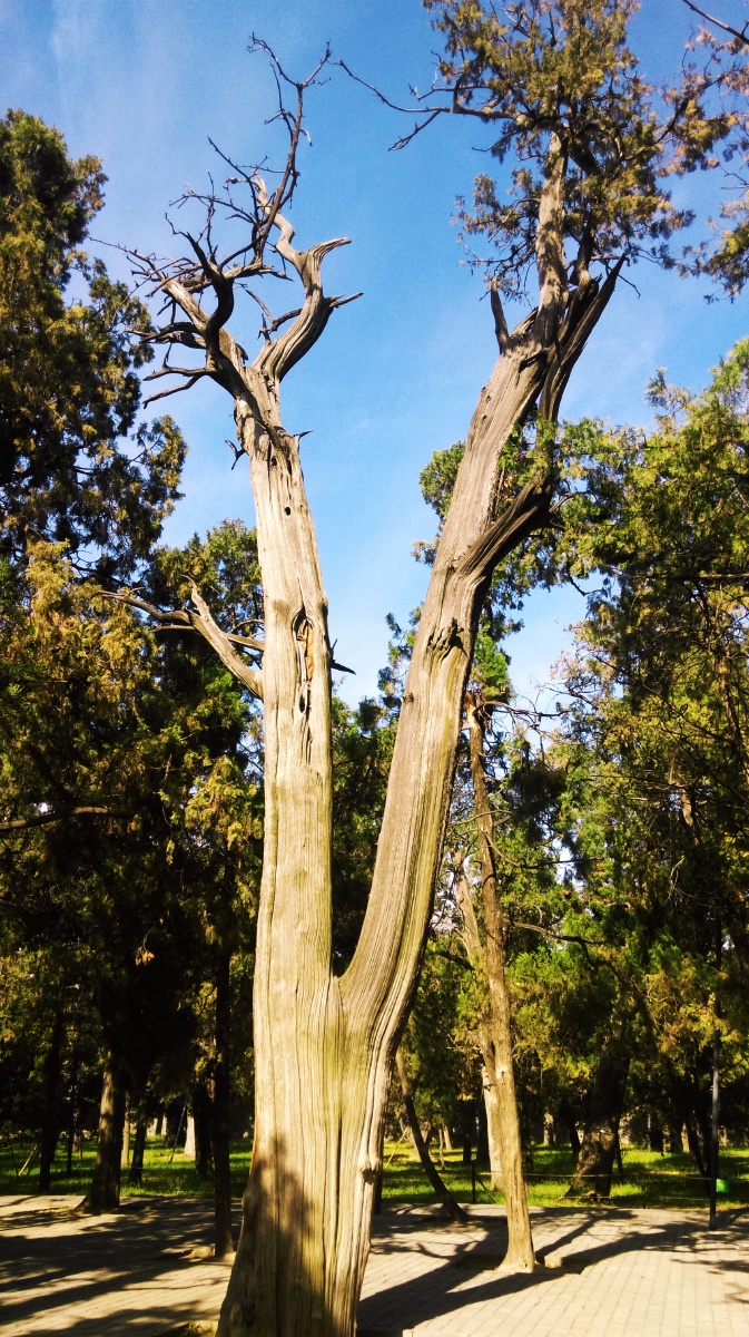 孔庙朝圣古柏千秋摄于山东曲阜孔庙