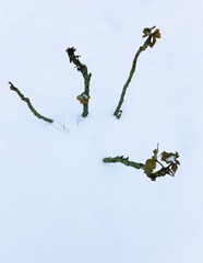 1721625