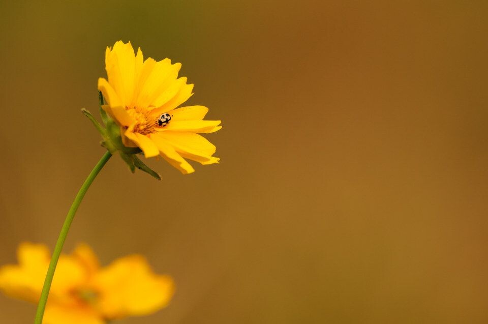 3月繁花世界 投稿--菊和瓢虫<br />
D90 / 70-300VR / ISO200 / 1/250S / F10<br />
<br />
最近对焦距离拍摄的菊花的特写。