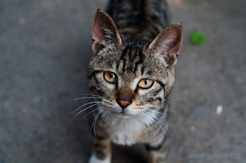 _DSC2238rawpss.jpg
