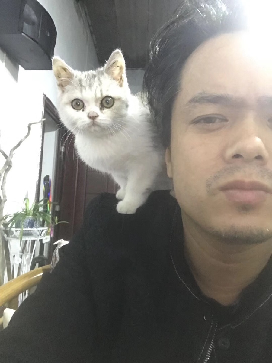 什么宠物猫听话,布偶猫是一种价值特别高的猫