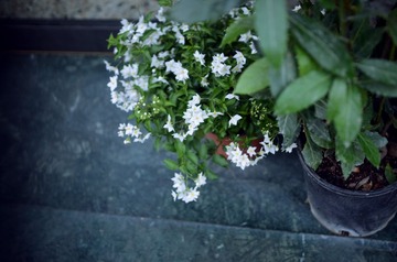 DSC_2414.jpg