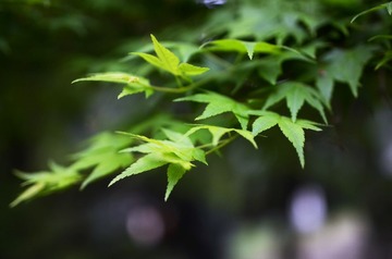 DSC_2976副本.jpg