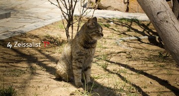 nEO_IMG_IMG_0453