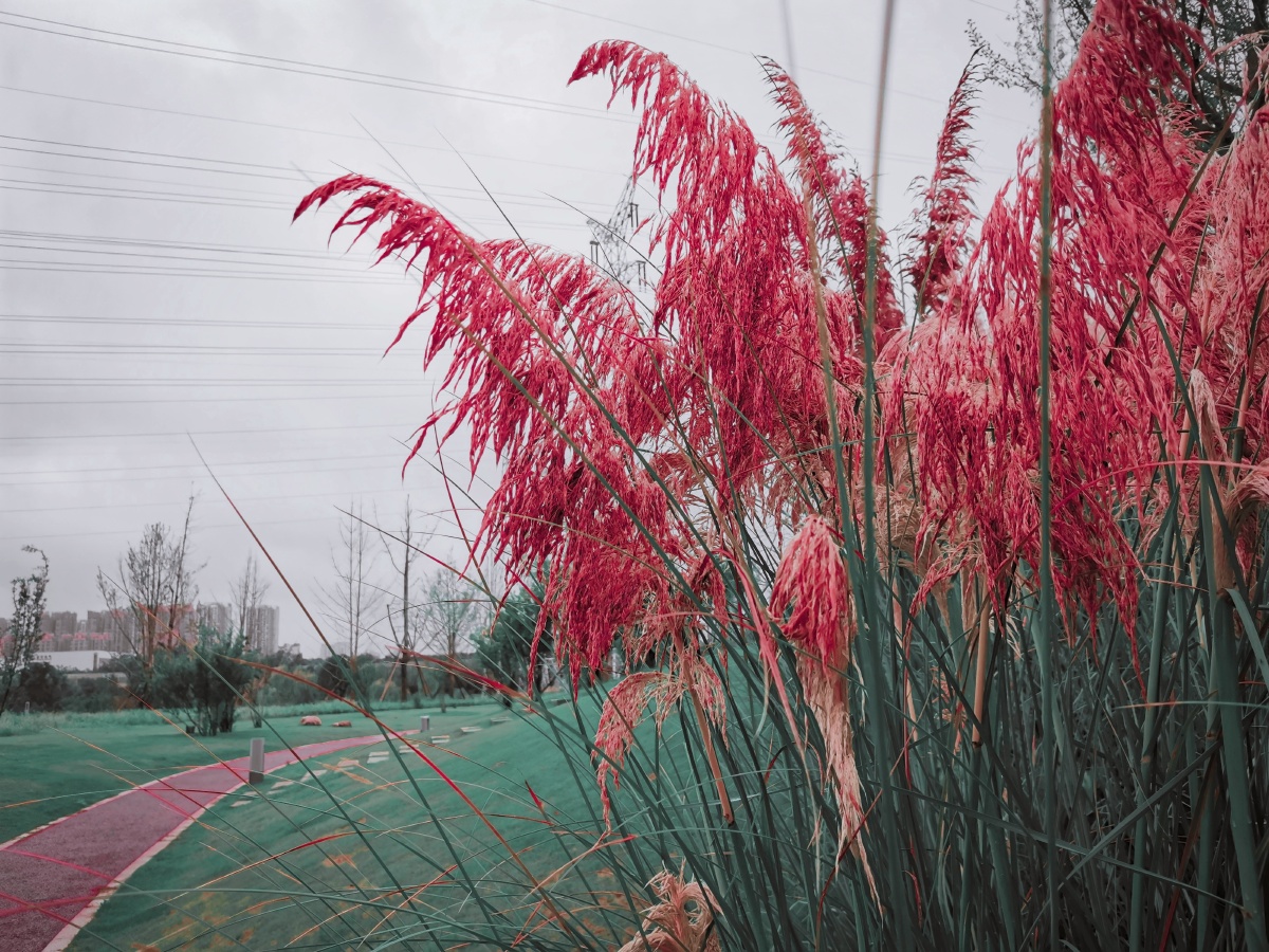 芦苇红了