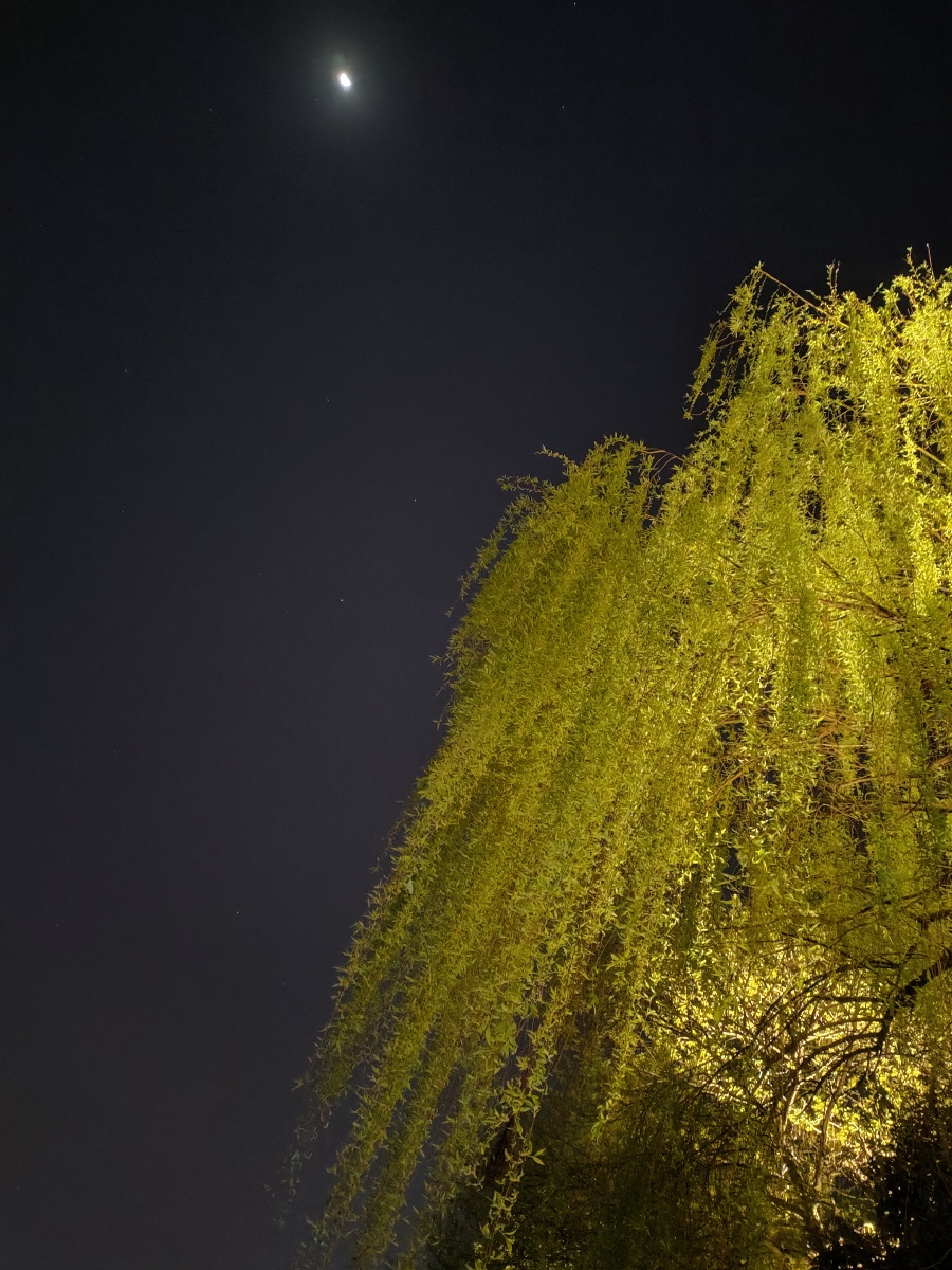 月上柳梢头感知意境天空抬头望去满眼的美