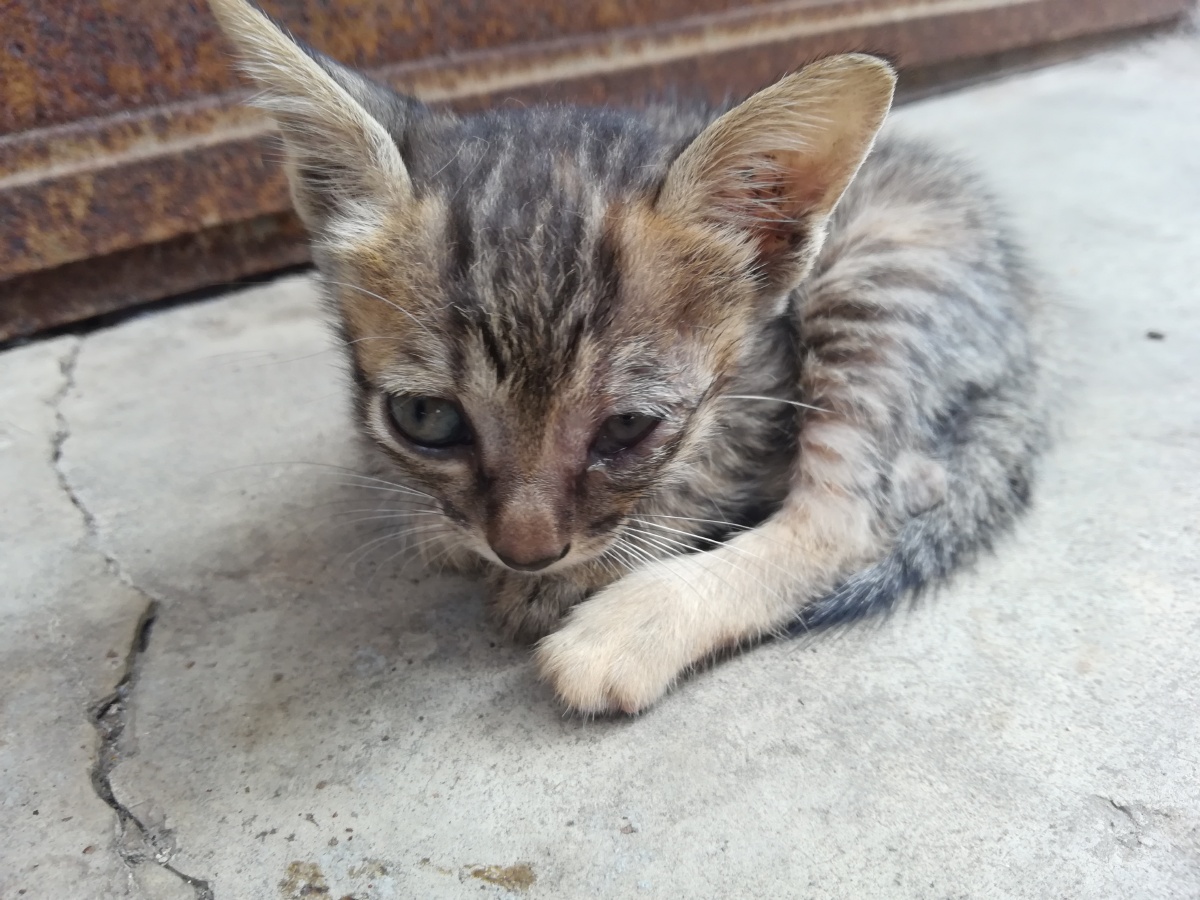 这就是流浪猫与家猫的区别吗