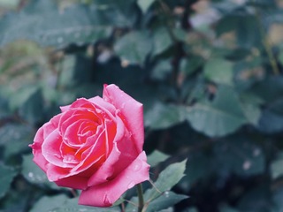 4D0EEB38-0024-4AB1-A6C3-5389C2763F08/L0/001