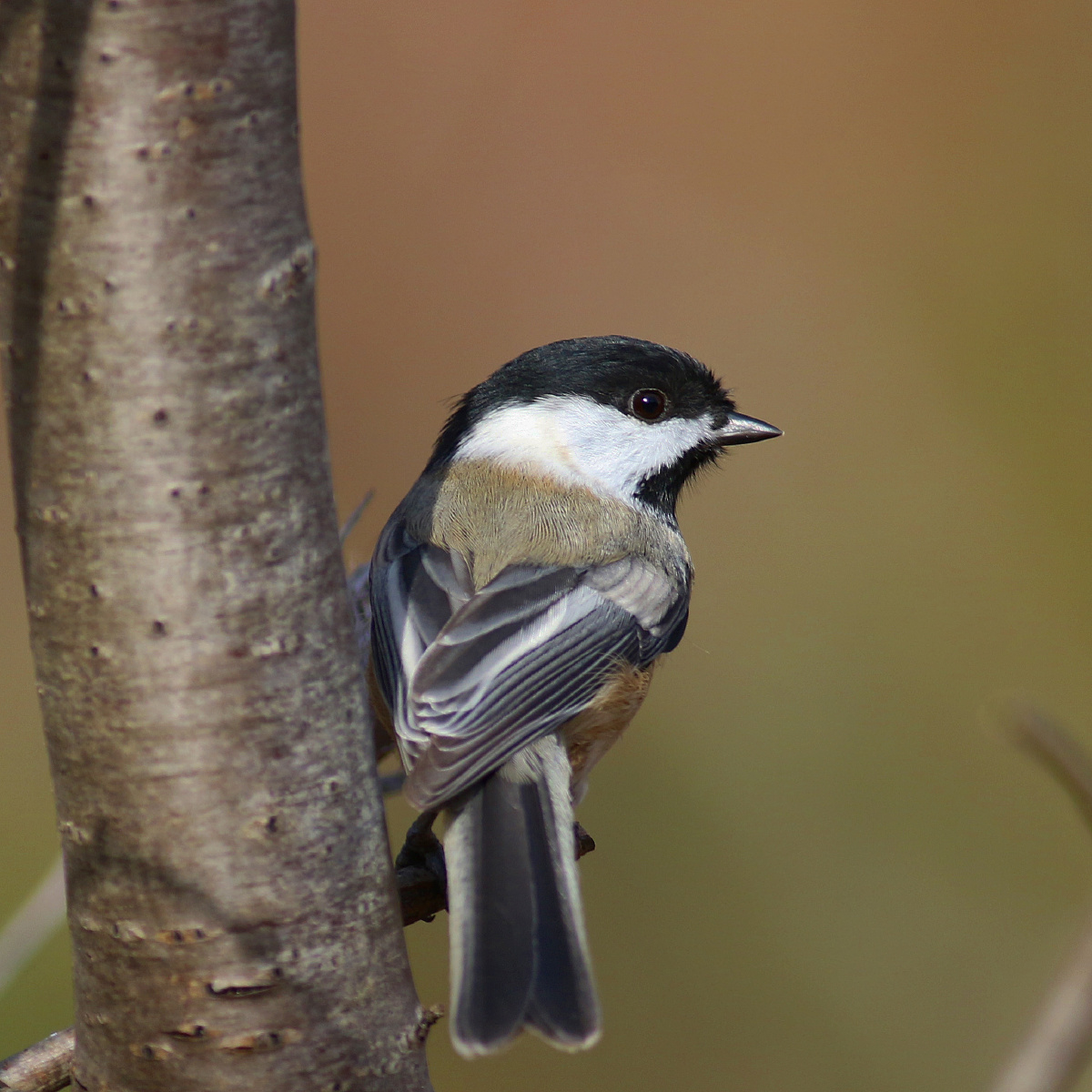 黑头山雀2020年11月6日拍摄