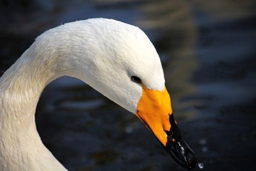 IMG_4121.JPG