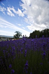 IMG_5241.jpg