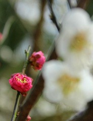 IMG_2265_副本.jpg
