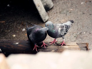 img_4235_副本.jpg