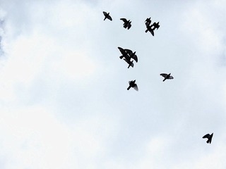 IMG_4223_副本_副本.jpg