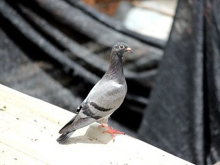 img_4222_副本.jpg