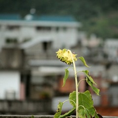 img_4252_副本.jpg