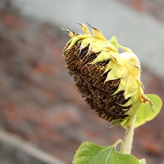 img_4266_副本.jpg