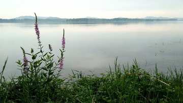 2007004