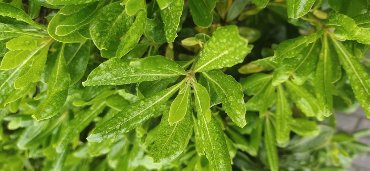 雨中的小树,郁郁葱葱.让人心情愉悦.