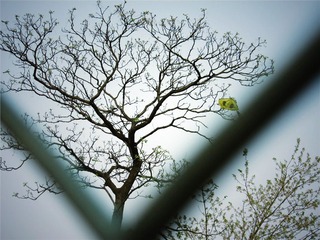 风筝2.jpg