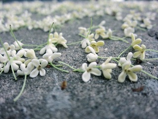 木樨花.jpg
