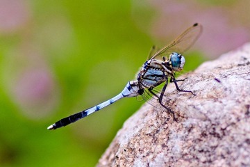 DSC_4677.jpg