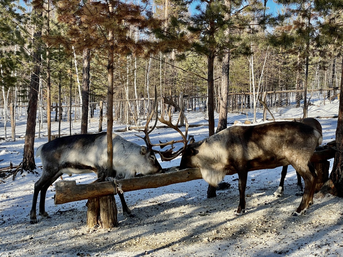 漠河——驯鹿部落里的鹿