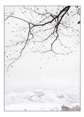 雪韵.jpg