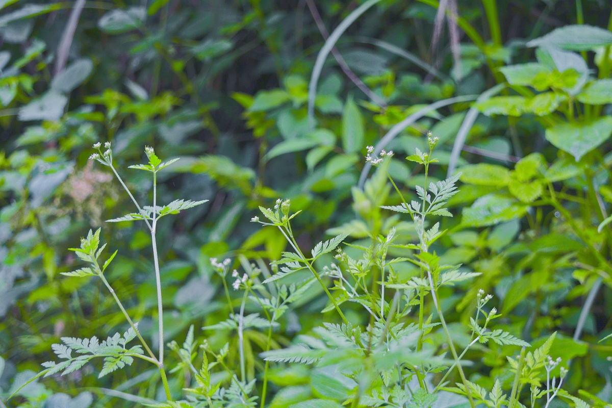 武夷山 - 写字台上的乌鸦呱呱 - 图虫