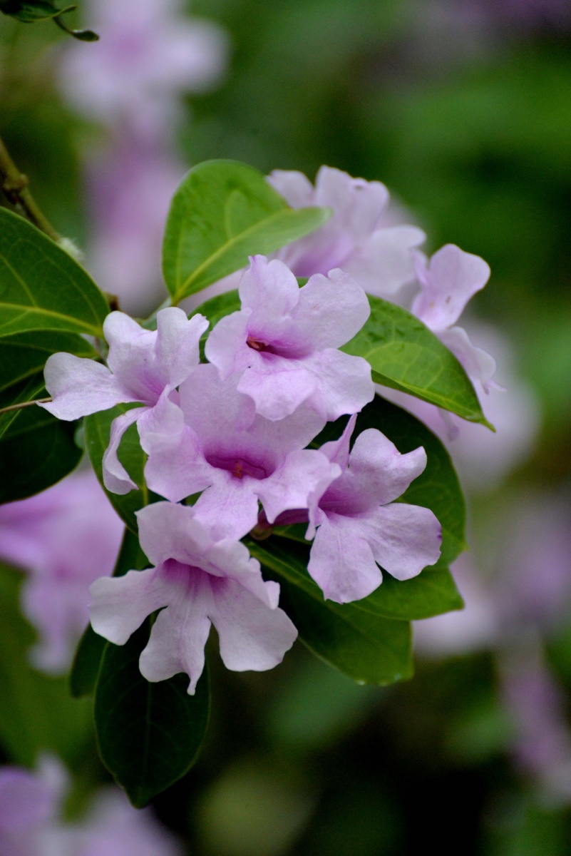 邕城紫铃藤 - 每天22公里