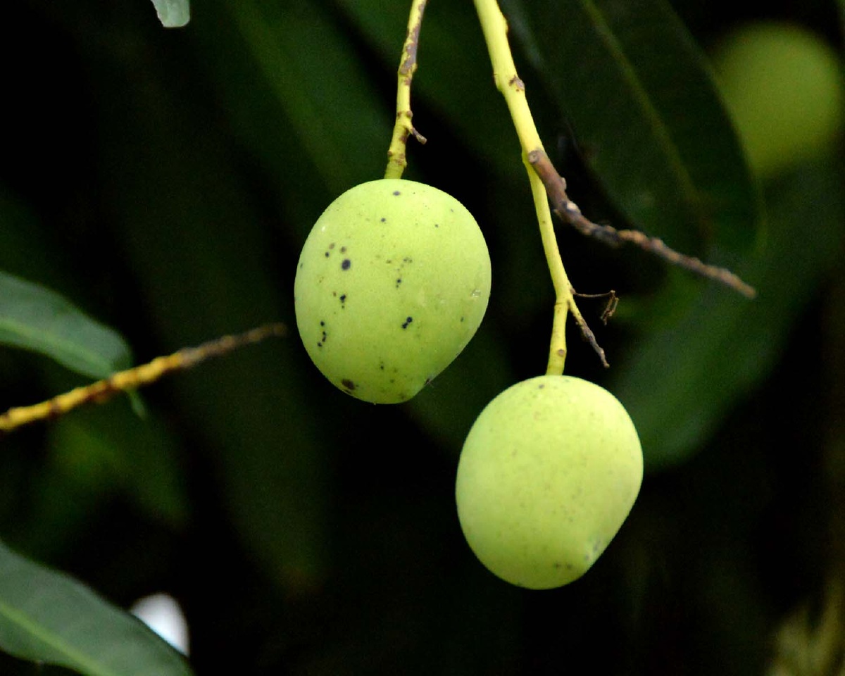 南宁街头的扁桃和月季