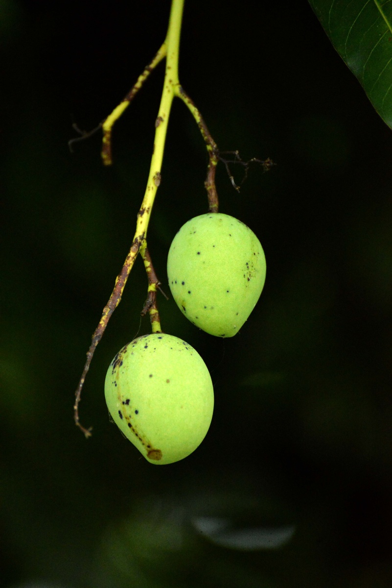 南宁街头的扁桃和月季