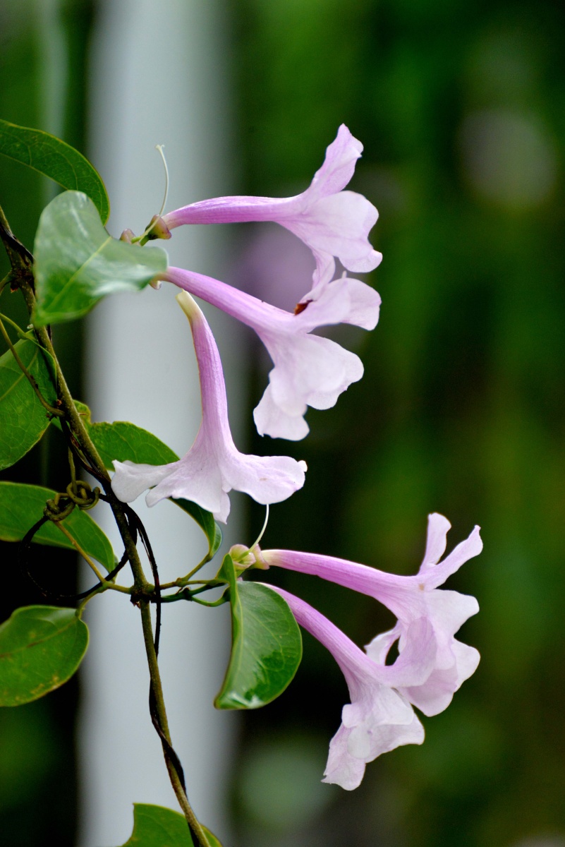 邕城紫铃藤 - 每天22公里