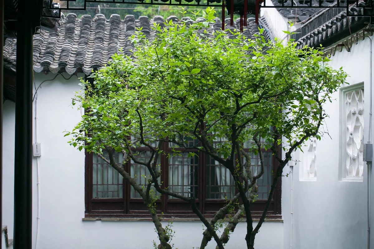 古建筑前的绿树