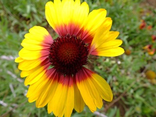 DSCF0340.JPG