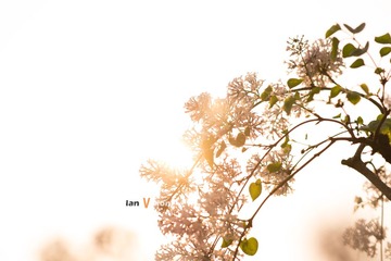 IAN_1556