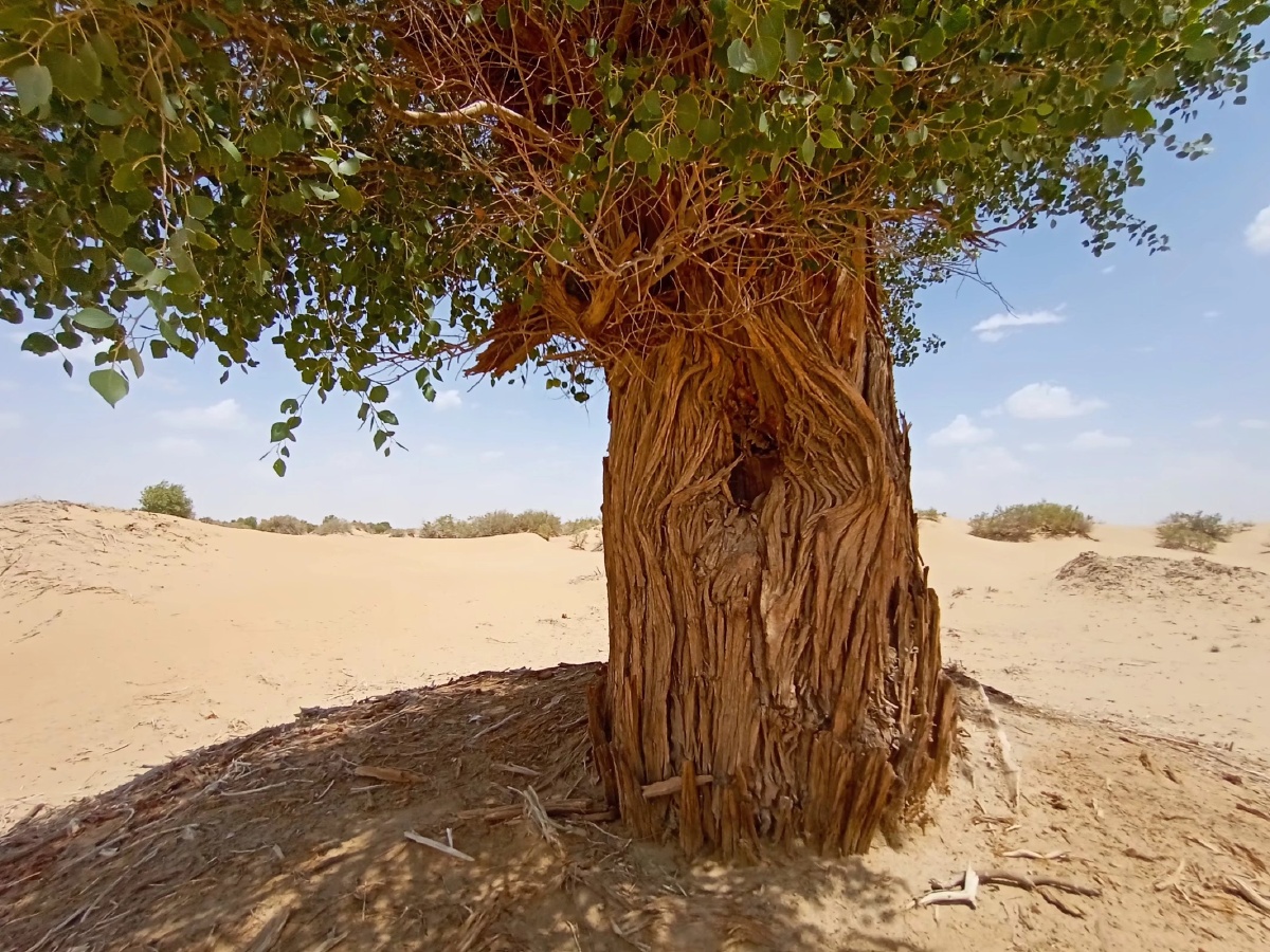千年胡杨沙漠神树