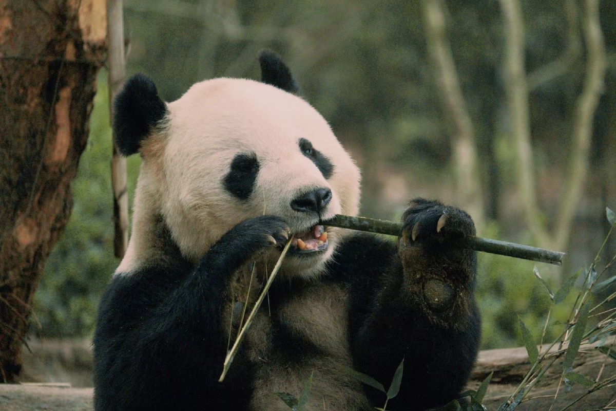2021年春拍于卧龙大熊猫繁育研究基地 - 邓邓分享 - 图虫