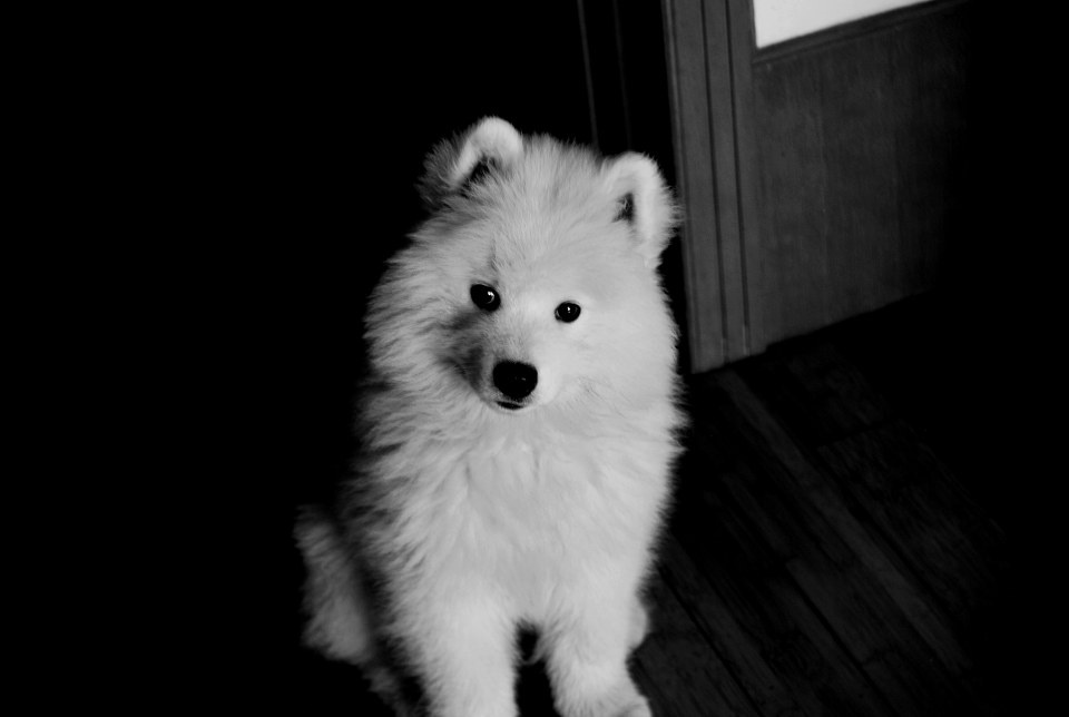 我家曾经的那只萨摩耶