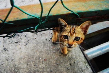 猫猫