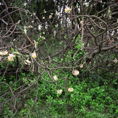 20140405004