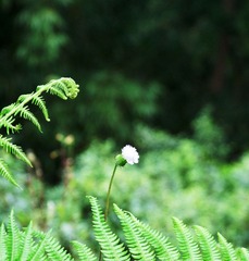 小白菊.jpg